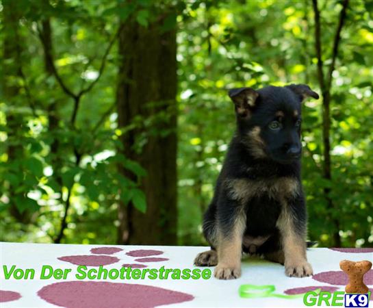 German Shepherd